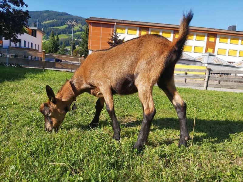 Apartamento Hof Obertann Kirchberg in Tirol Exterior foto